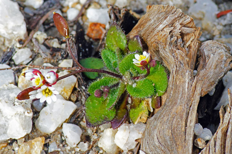 Erophila verna ssp. spathulata